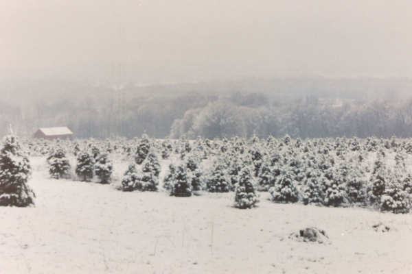 03 trees heavy snow #2