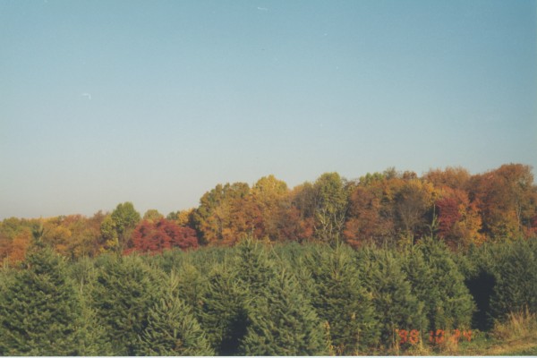 Fall-foliage-#2